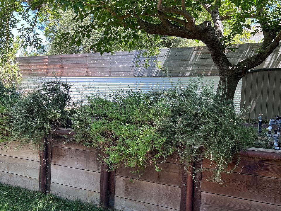 View from bedroom window area. Lots of rosemary.