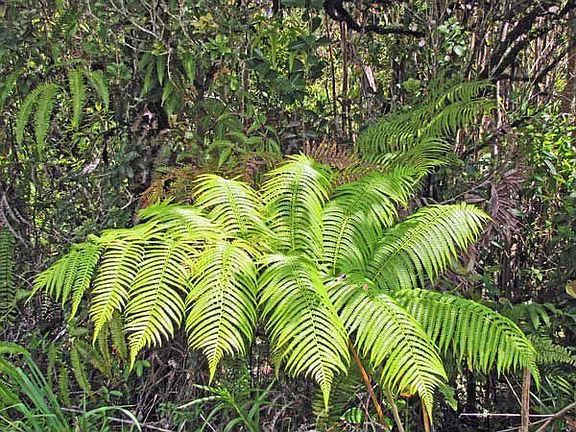   Hapu'u fern on Lot 7299