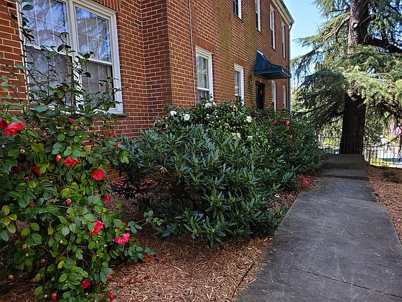 Camelia row