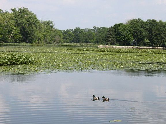 Lots of lake wildlife to enjoy.