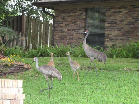 Sand Hill Cranes in the yard