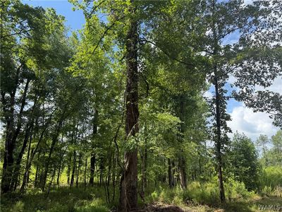 5 Samson Clements Loop Rd, Berry, AL, 35546