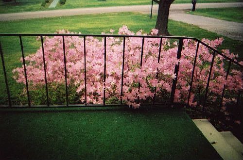 Flowering bush outside the front entrance
