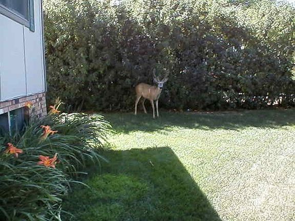 Front Yard with Visitor