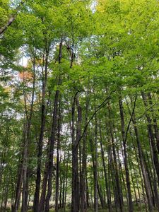 On Lost Rd Tract 4053, Tomahawk, WI, 54487