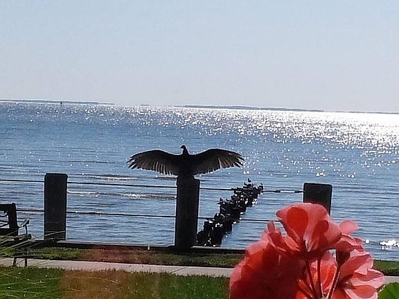 Bay view from the yard.