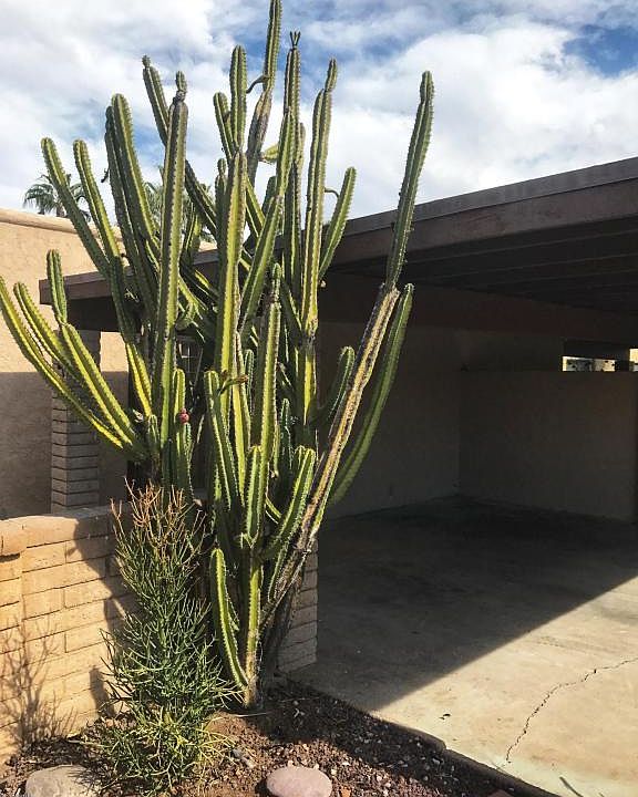 1st image of 1258 E Avenida Hermosa