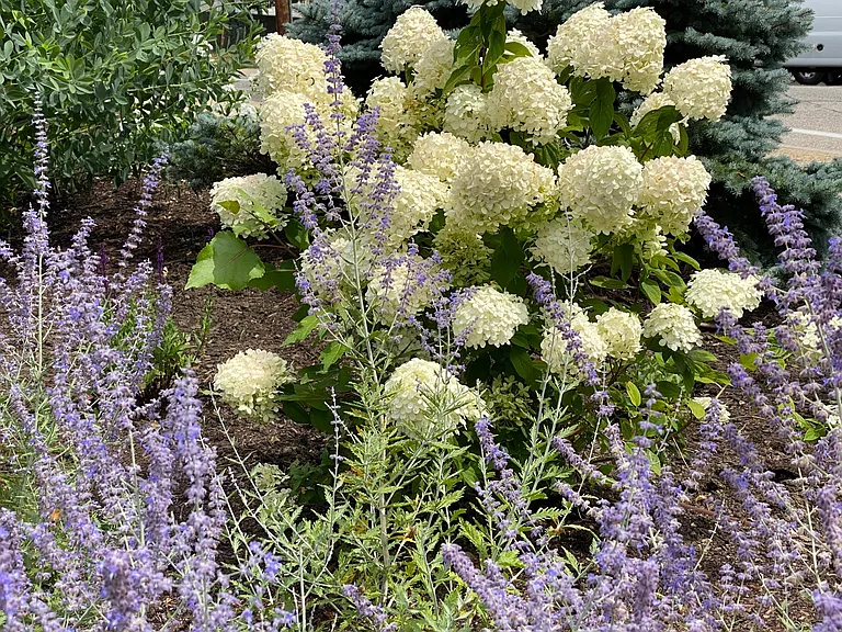 Landscaping
