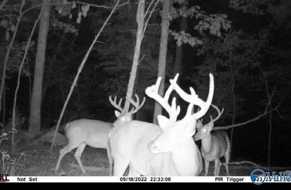 100 A County Hwy 30, Woodville, AL 35776 MLS 1835260 Zillow