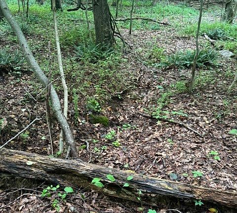 4th image of Storrs Road LOT 32