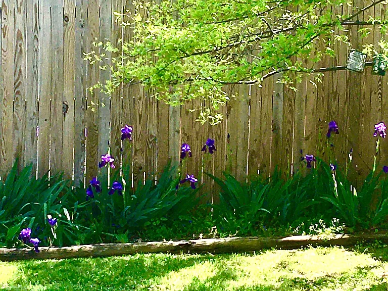 backyard flower plots