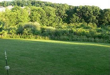 Part of Back Yard
