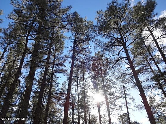 Cool Ponderosa Pines