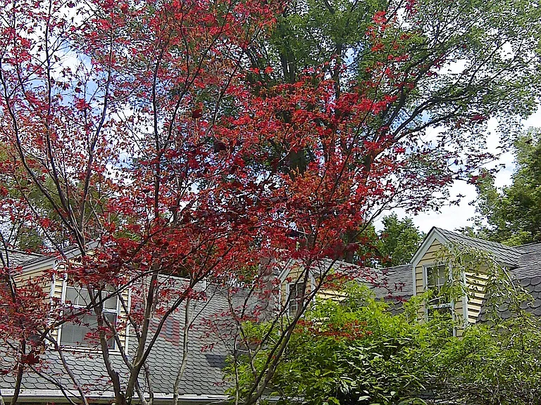 Front entry garden (summer)