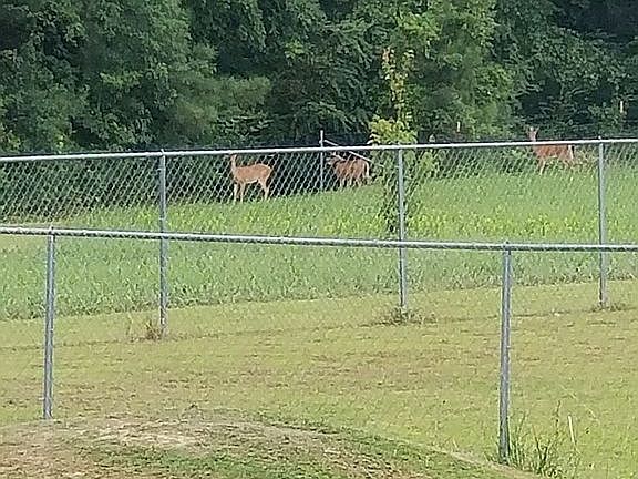 We regularly see deer.