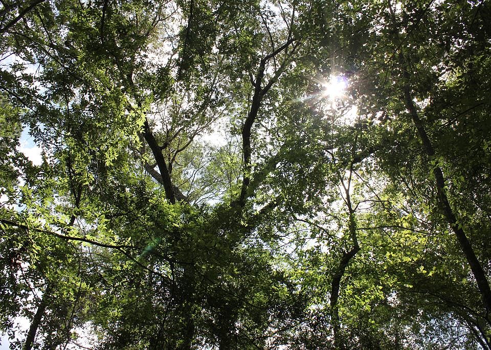 1st image of Pid 11666 Barnum Loop