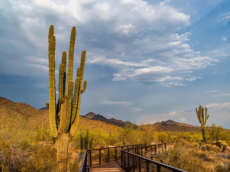 Discover serene trails and breathtaking desert views at McDowell Sonoran Preserve.