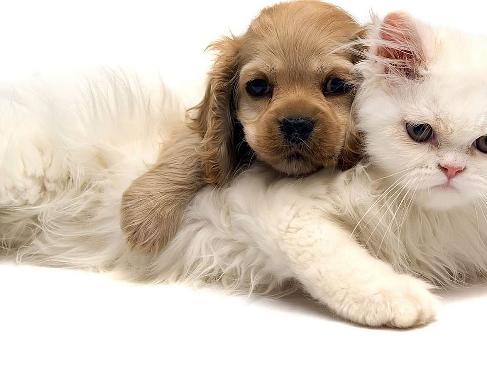 pet friendly2