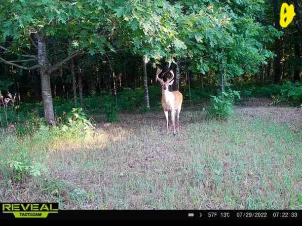 0 Squaw Creek Rd, Fostoria, MI 48435