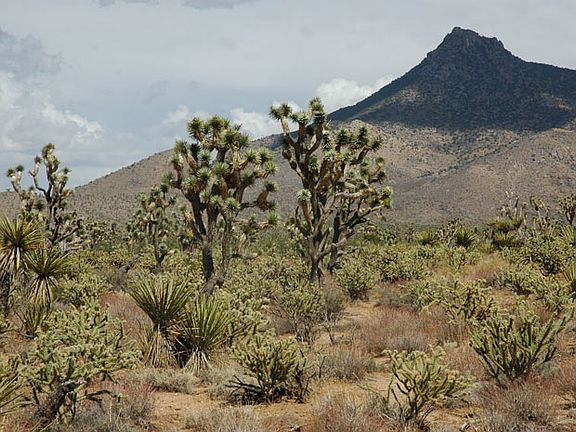Joshua Tree Forest