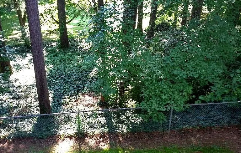 Trees galore!!