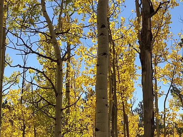 72 Tipton Pl, Cripple Creek, CO 80813