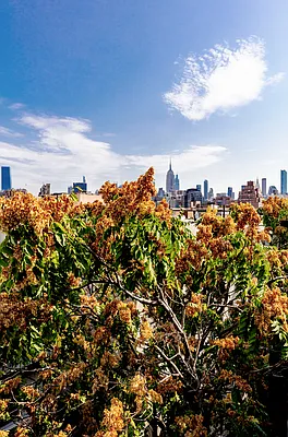 Rented by Douglas Elliman | media 32