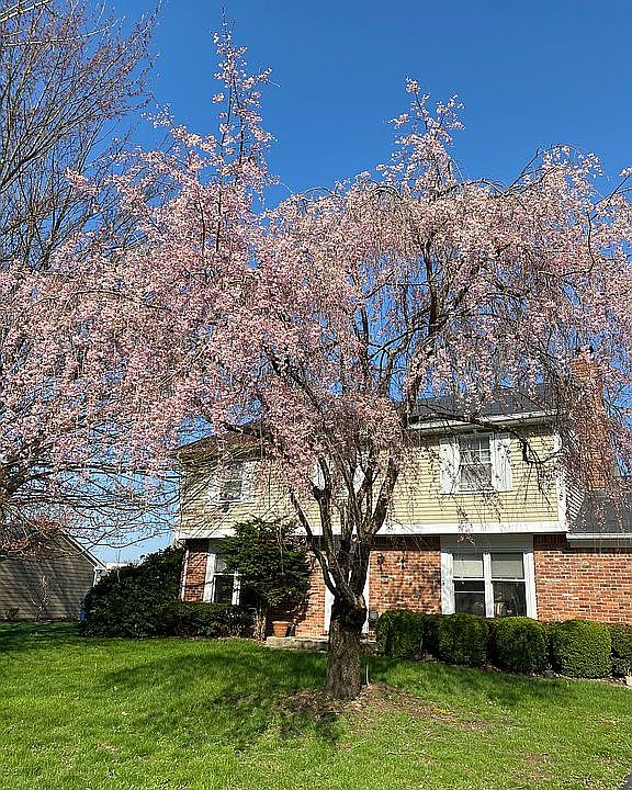 Weeping Cherry, Springtime 
