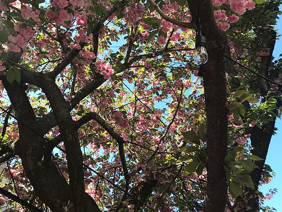beautiful cherry tree