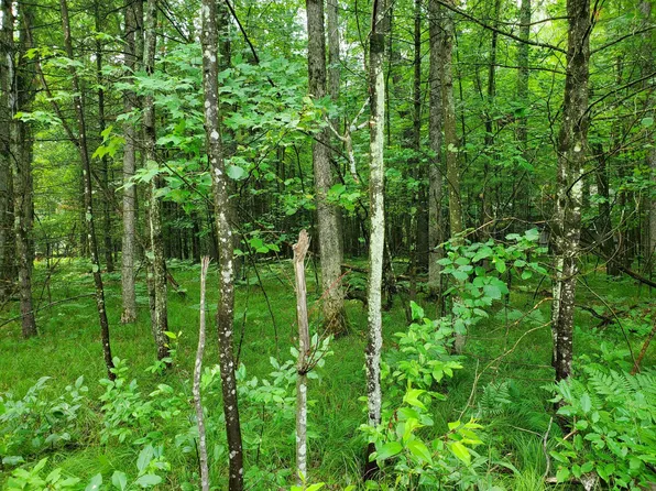W Carnahan Dr, Baldwin, MI 49304