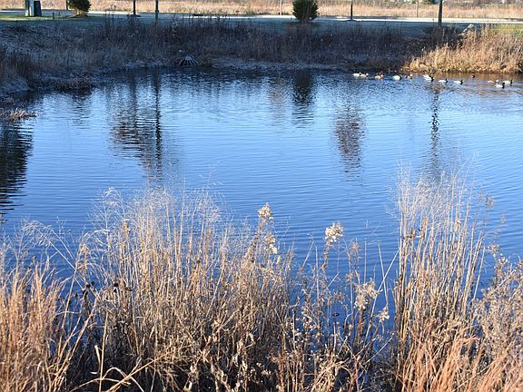 Pond adjacent to the home