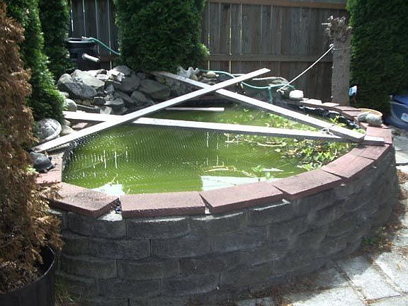 back yard pond