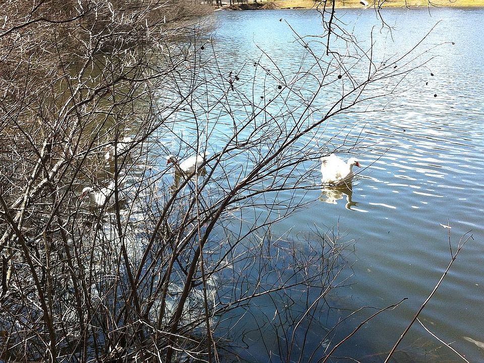 Pretty geese in lake!