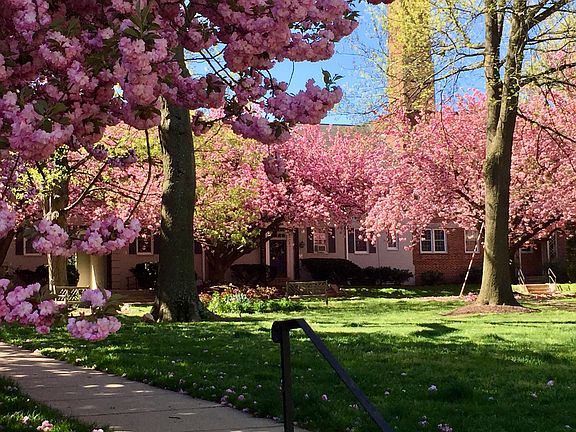 Courtyard in bloom!