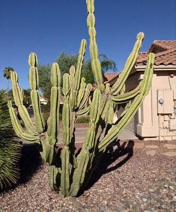 5th image of 7247 E Starla Dr