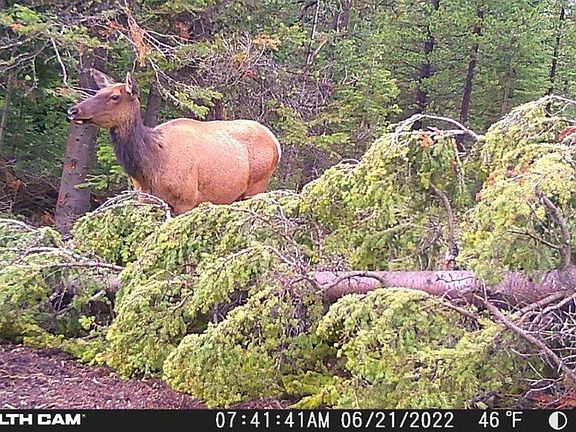 2nd image of 7524 Lower Telegraph Creek Rd