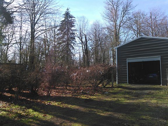Blueberry bushes