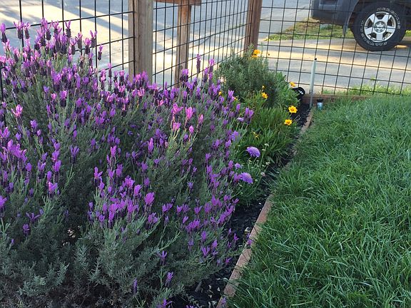 Front yard