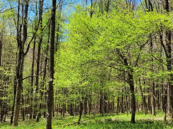 5 Old Dry Branch Rd, Valley Head, WV 26294