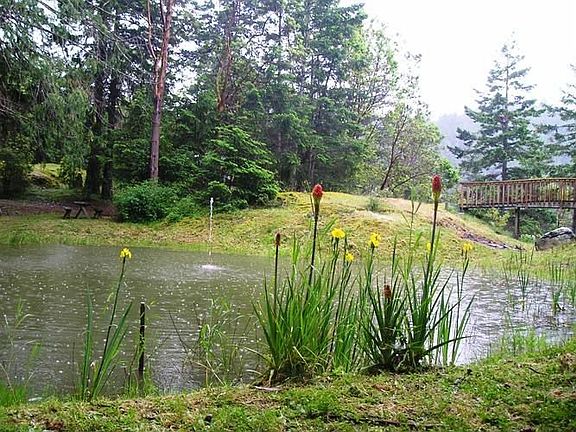 Pond with trout and koi