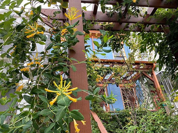 Arbor with trumpet honeysuckle.