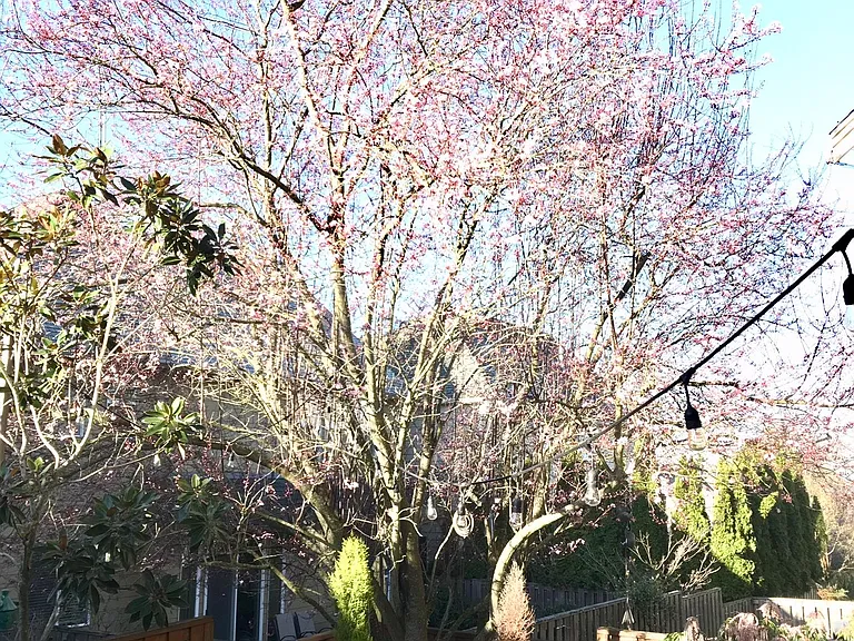Tree in Backyard provides privacy and shade