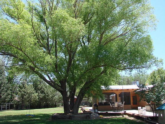 A portion of the rear yard