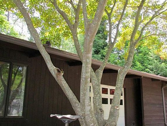 4th image of 1706 Stillwood Forest Dr