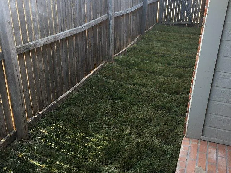 Backyard with new fescue grass