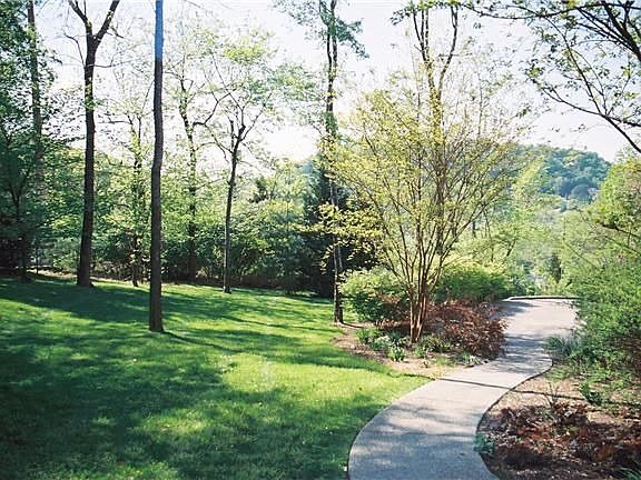 Forested Back Yard