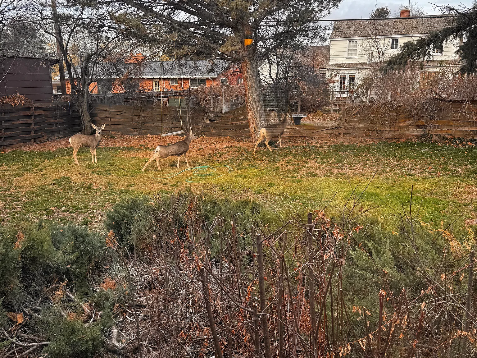 4 bed, 2422 sqft, $1,900 — Photo 4