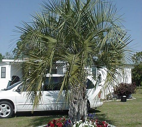 front yard palm