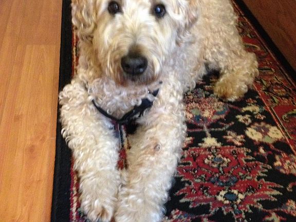 WE LOVE ALL DOGS!!