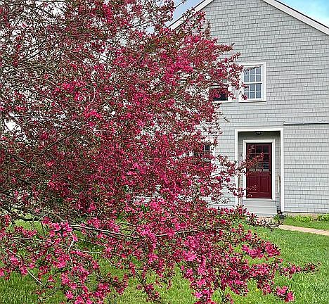 Three crabapples in front